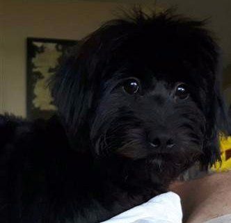 solid black Maltipoo 6 months old