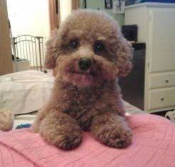 cafe au late Maltipoo dog