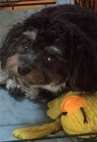 black Maltipoo with stuffed toy