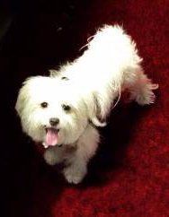 color white Maltipoo