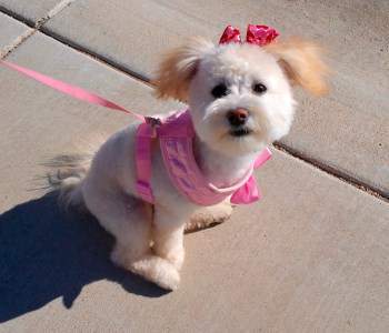 cream apricot Maltipoo