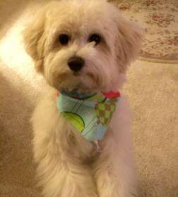 cream colored solid Maltipoo