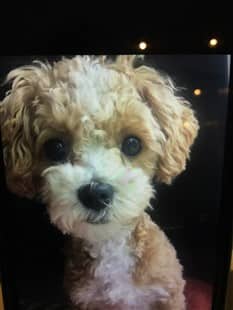 Curly Maltipoo