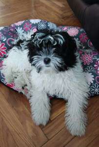 Maltipoo curly coat