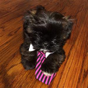 cute black maltipoo