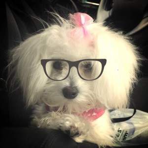 cute Maltipoo