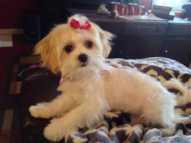 cute Maltipoo
