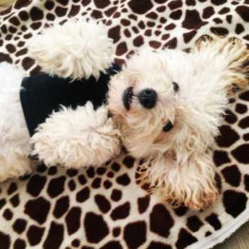 dental care Maltipoo