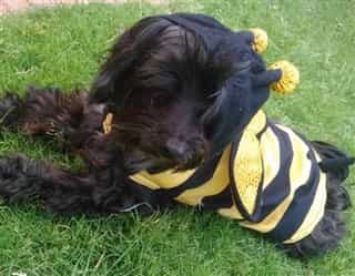 dog in bee costume