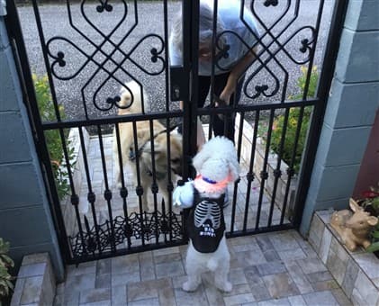 dog trick or treat