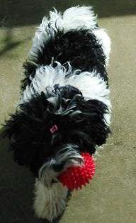 Maltipoo with toy in mouth