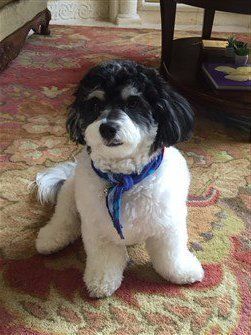 black and white Maltipoo with eyebrows
