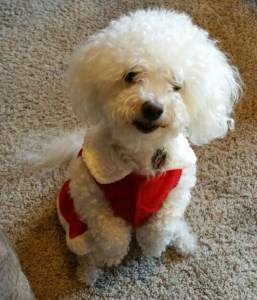 shaved hair cut Maltipoo