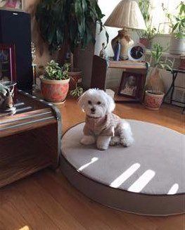 Maltipoo on large mat