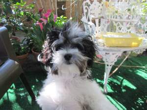 fluffy Maltipoo dog