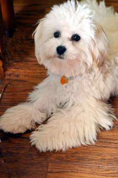 fluffy Maltipoo coat of hair