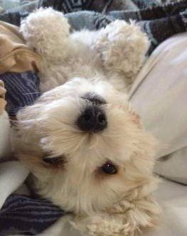 funny Maltipoo