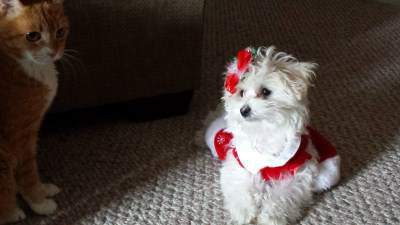 girl Maltipoo with cat