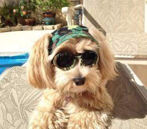 happy Maltipoo