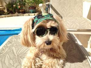 happy Maltipoo dog