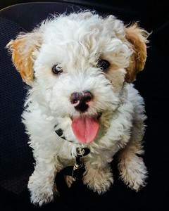 happy maltipoo