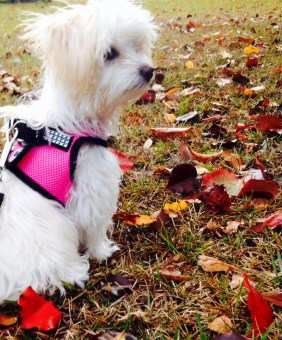harness vest for Maltipoo