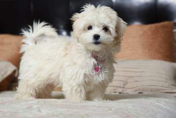 Healthy Maltipoo