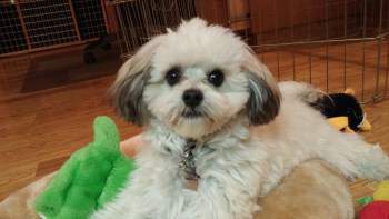 housebreaking Maltipoo