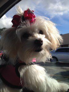 Bella Renee | 10 months old | Owner: Adrian Walker