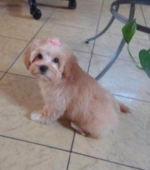 light apricot Maltipoo
