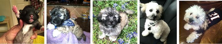 Maltipoo line of color change