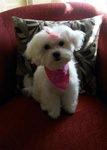 little girl Maltipoo