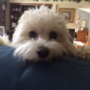 Maltipoo 7 month old male