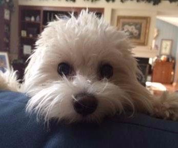 Maltipoo 7 months old male