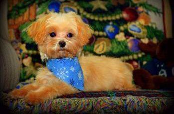 Maltepoo dog