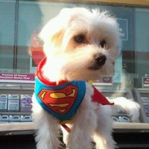 Maltese dog