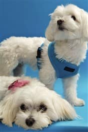 Maltese size compared to Maltipoo