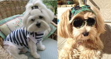 Maltese VS Maltipoo Stats