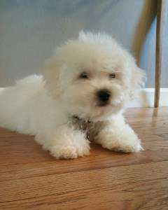 Maltipoo pup