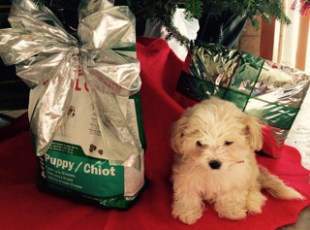 Maltipoo under christmas tree
