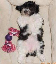 Maltipoo puppy 5 months old
