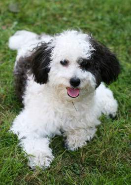 Maltipoo dog female