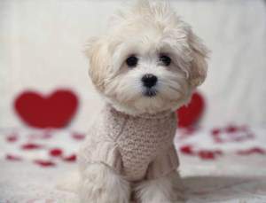 Maltipoo puppy 5 months old