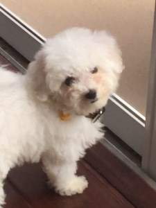 Maltipoo 6 months old
