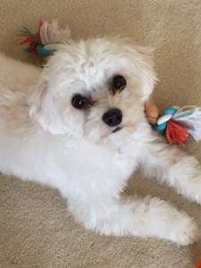 maltipoo 14 months old