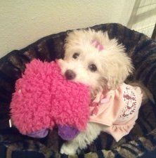 Maltipoo pup 5 month old female
