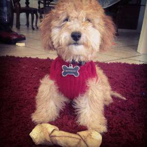 Maltipoo dog 2015