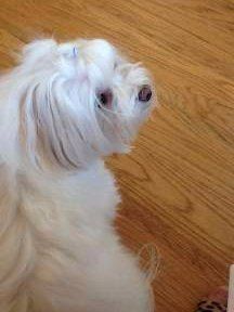 Maltipoo with more Maltese