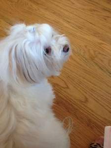 white Maltipoo that looks like Maltese