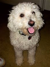 Maltipoo that weighs 25 pounds